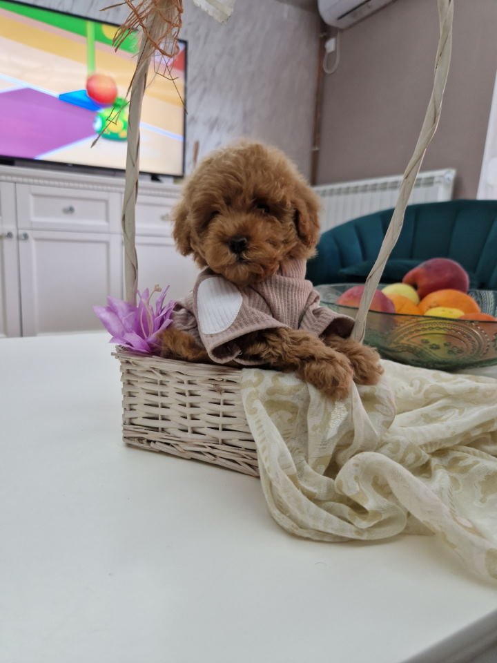 Toy pudle maleni mečići spremni za preuzimanje