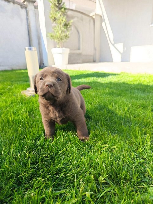 Štenci čokoladnog labradora