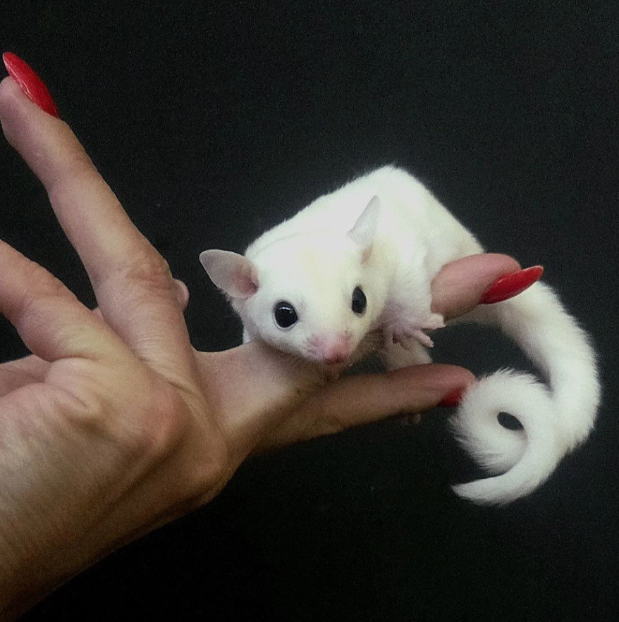 Sugar glider,leteca veverica leutustic boje