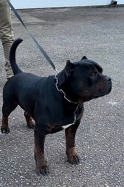 American bully XL / XXL