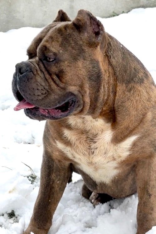 American bully XL / XXL