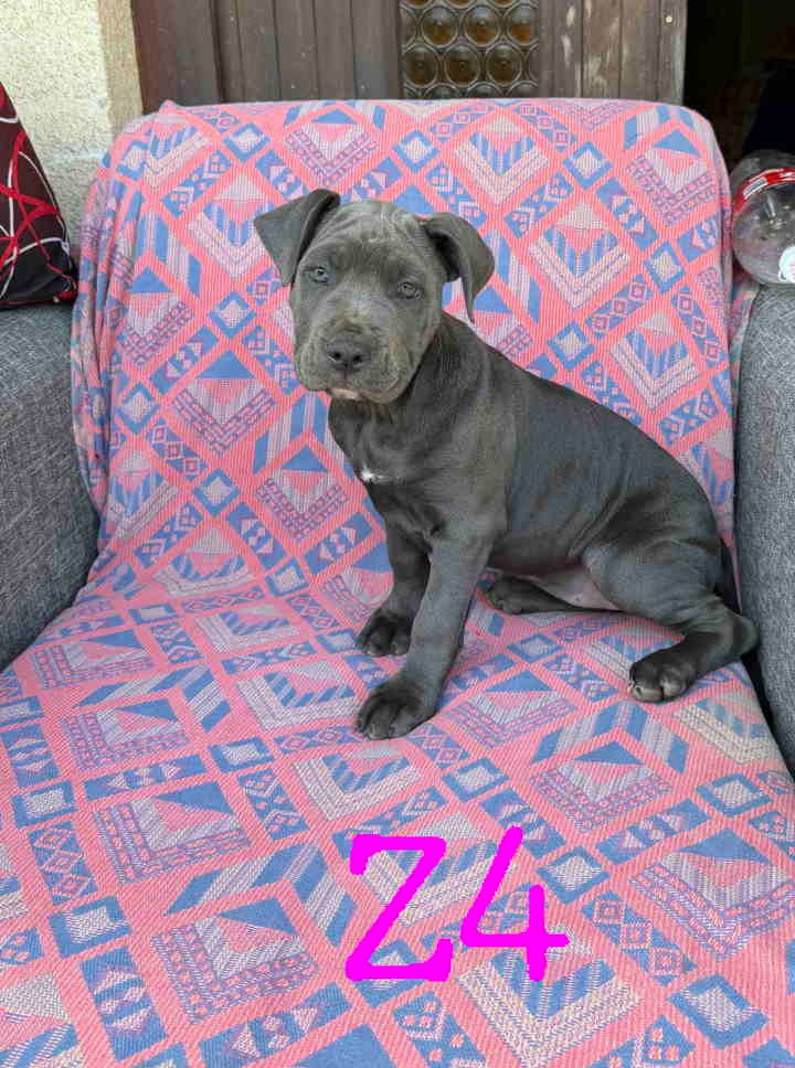 Pitbul Blue Nose stenci