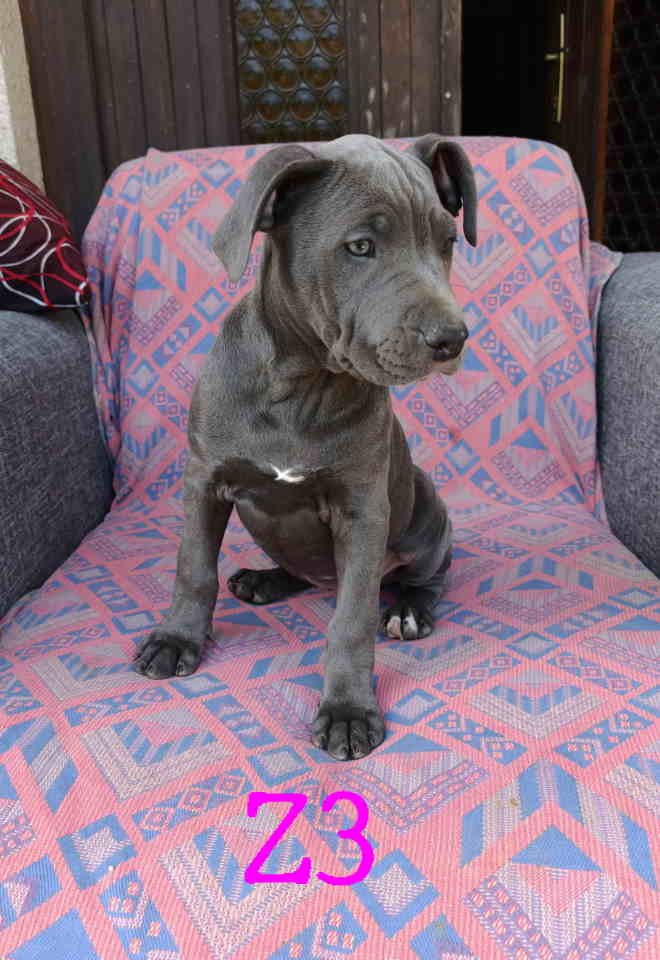 Pitbul Blue Nose stenci
