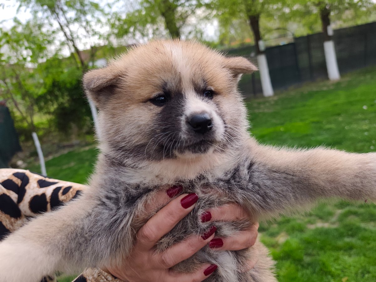 Japanska Akita (Akita Inu) stenci