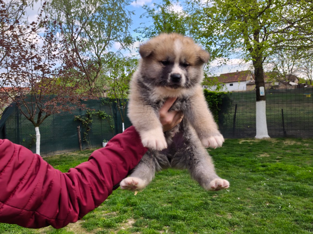 Japanska Akita (Akita Inu) stenci