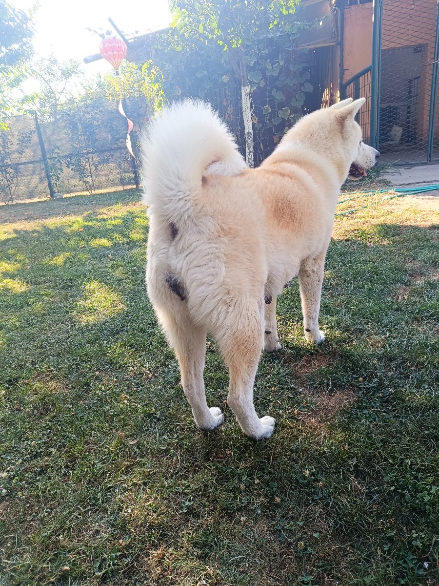 Japanska Akita (Akita Inu) stenci