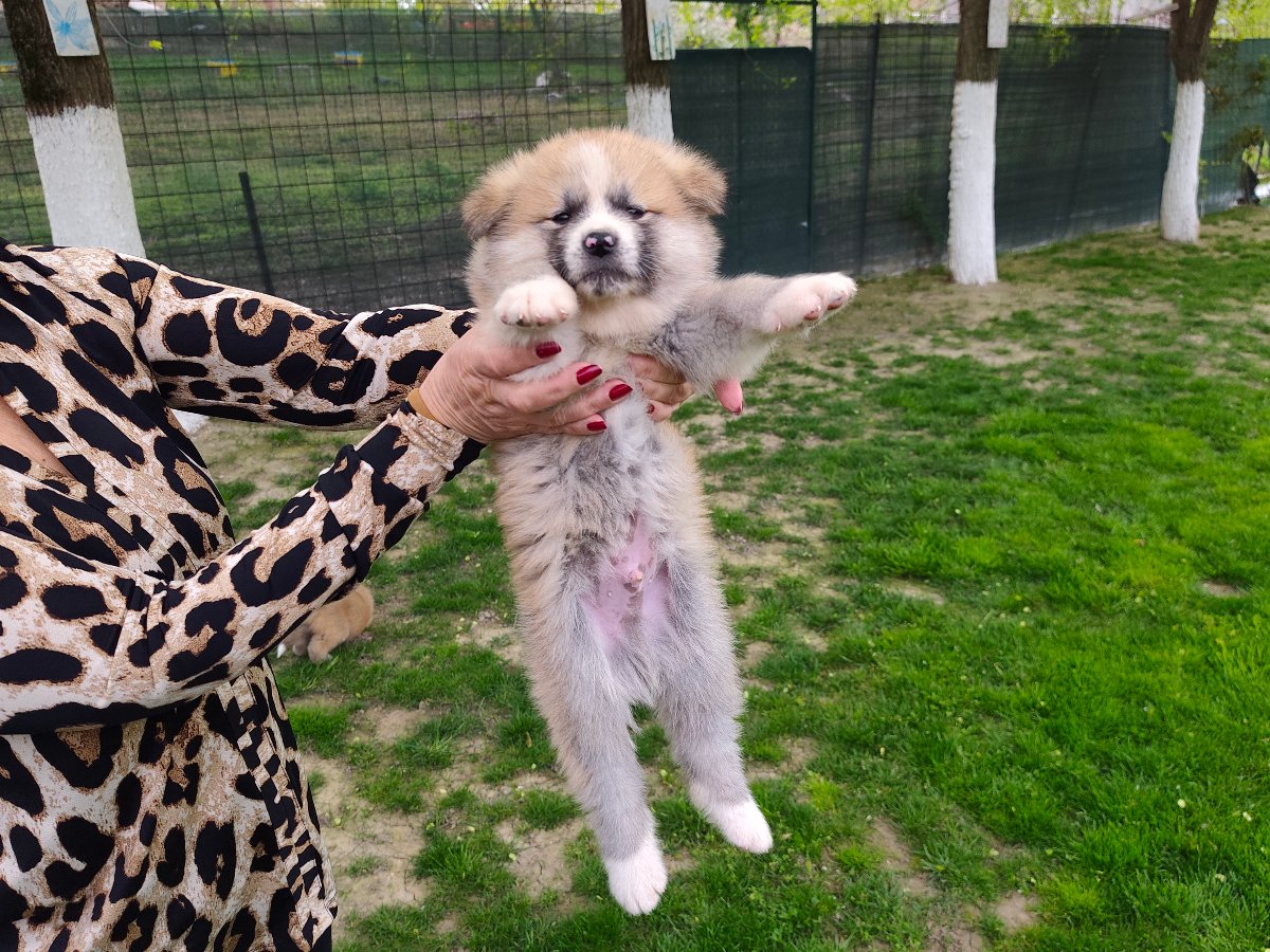Japanska Akita (Akita Inu) stenci