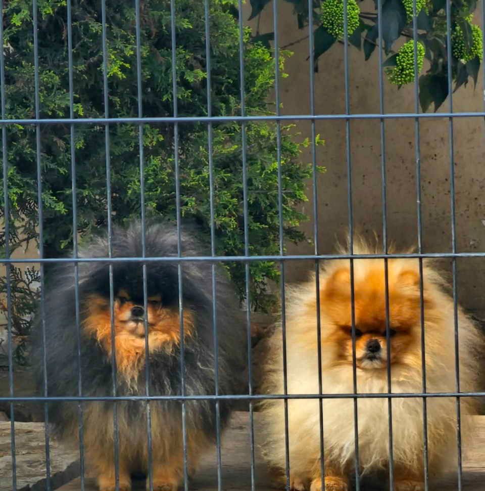 Najlepsi Pomeranci Boo samo u Pom_Hash_Starsu