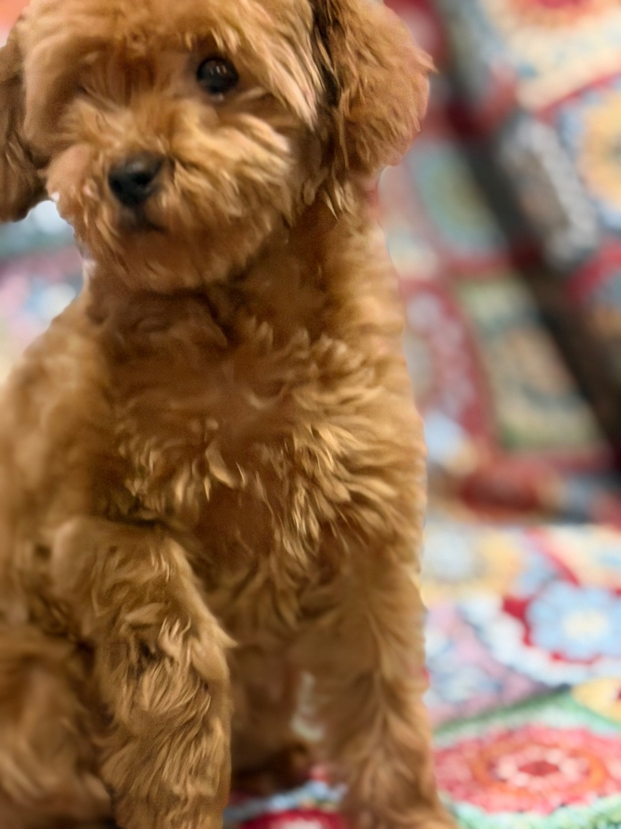 Toy pudla