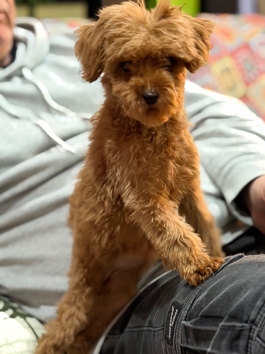Toy pudla