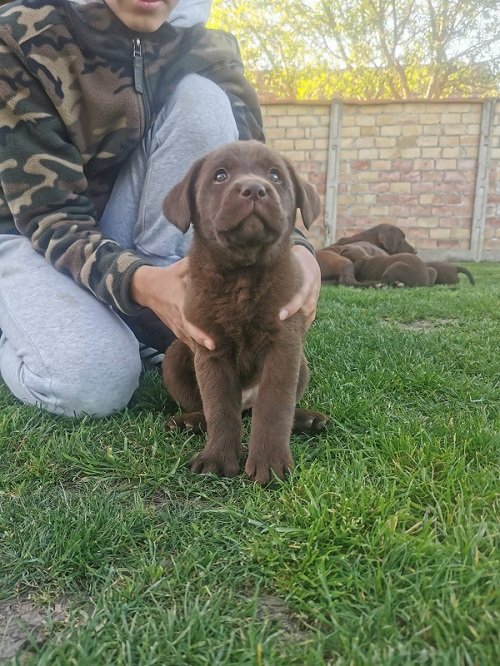 Čokoladni labrador