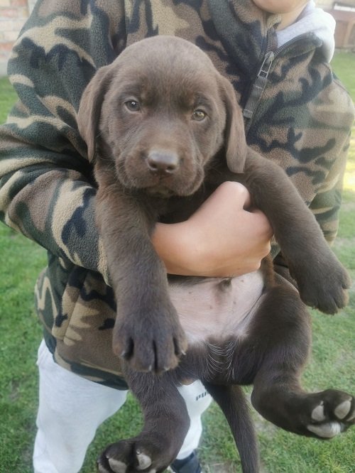 Čokoladni labrador
