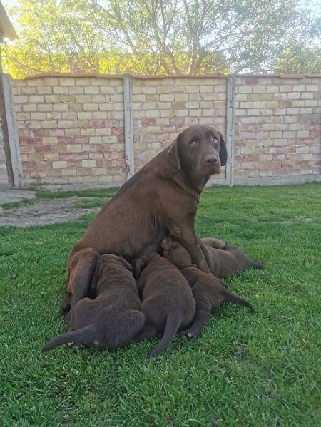Čokoladni labrador