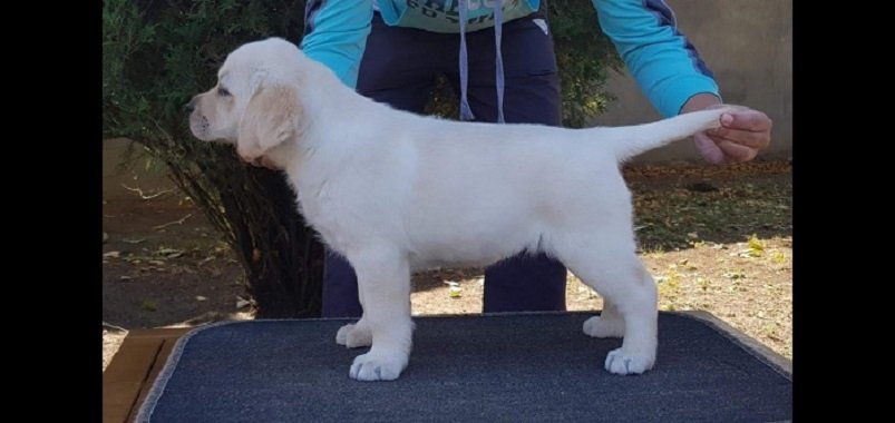 LABRADOR stenci