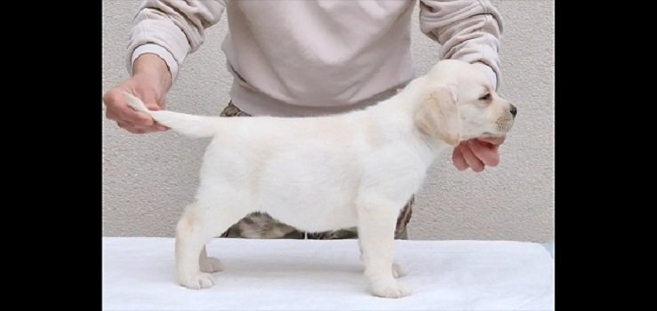 LABRADOR stenci