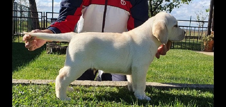 LABRADOR stenci