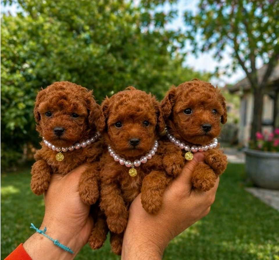 Teacup pudle