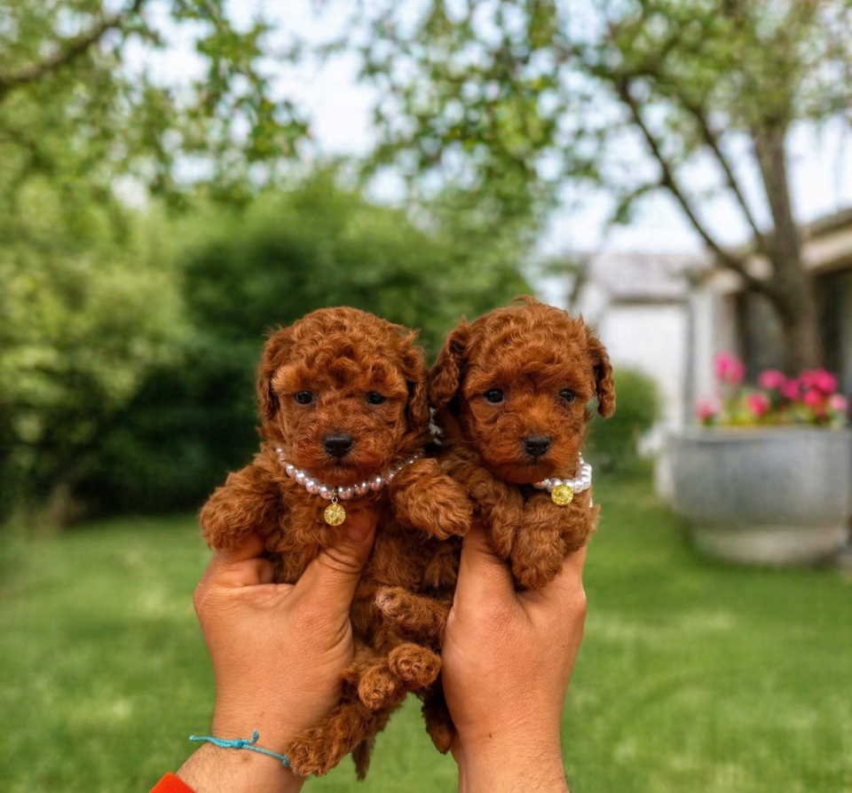Teacup pudle