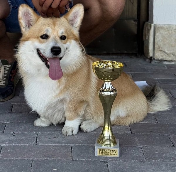 Korgi štenci na prodaju
