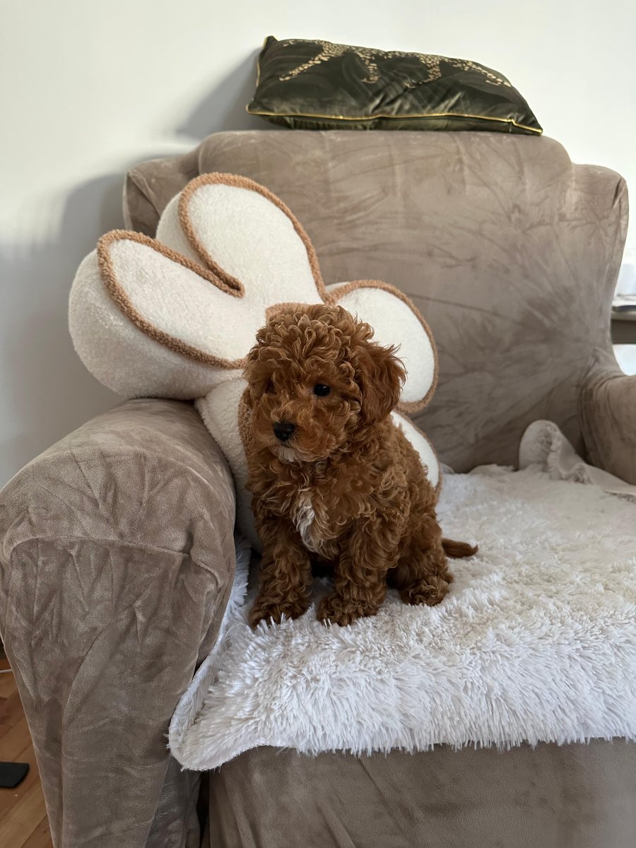Crvena toy pudla