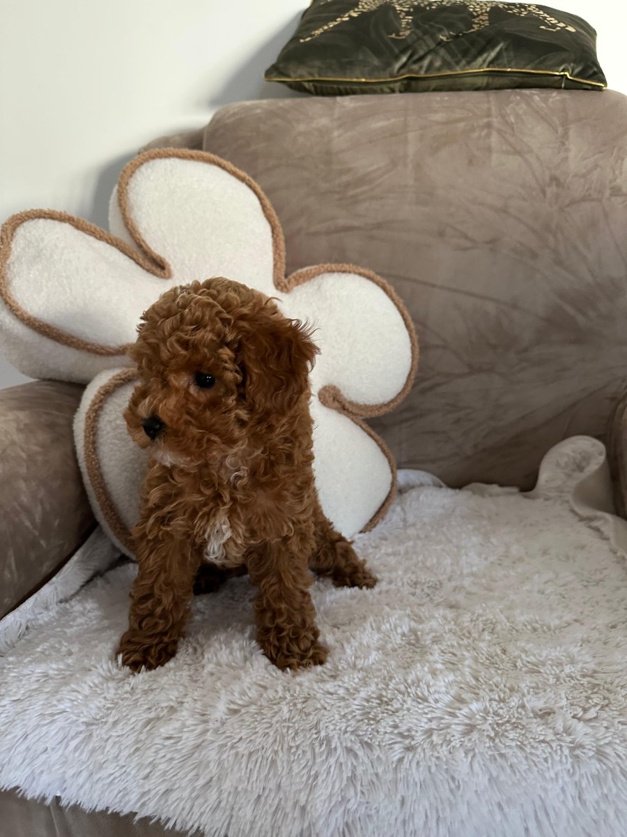 Crvena toy pudla