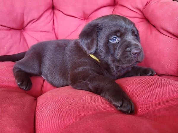 Braon Labrador štenci