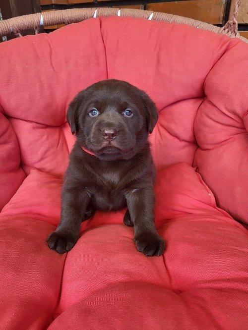 Braon Labrador štenci