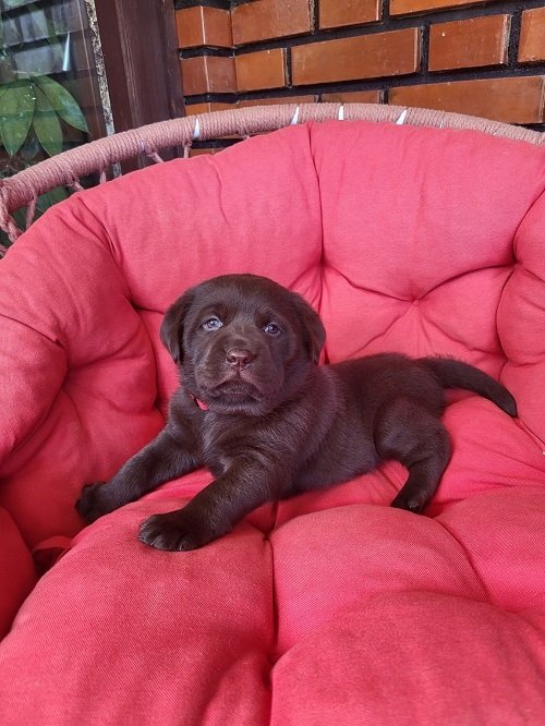 Braon Labrador štenci