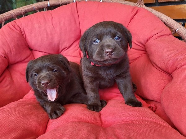 Braon Labrador štenci