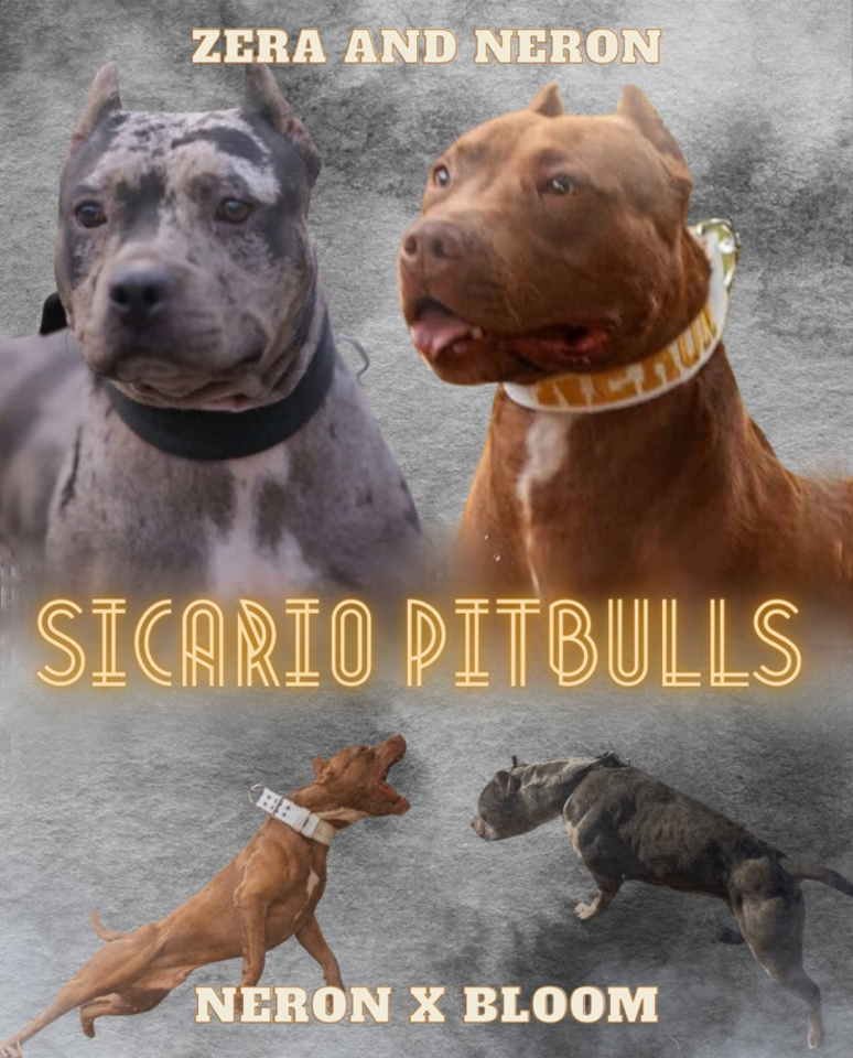 American pitbull terier