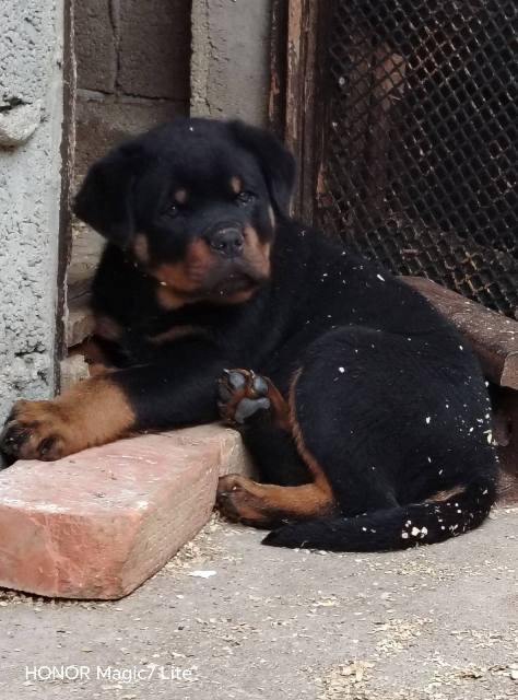 Rotvajler, prvobirano muško štene