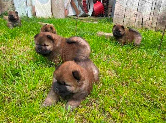 Chow Chow štenci