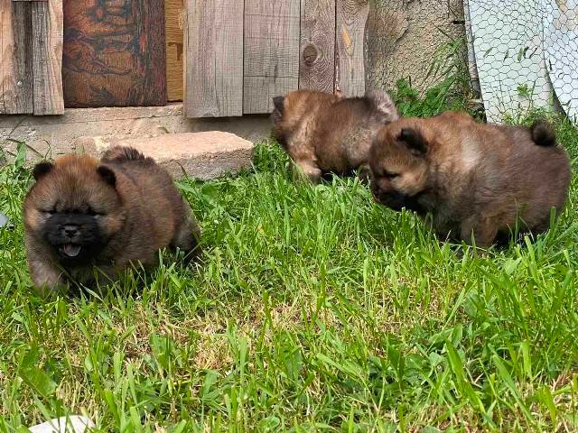 Chow Chow štenci