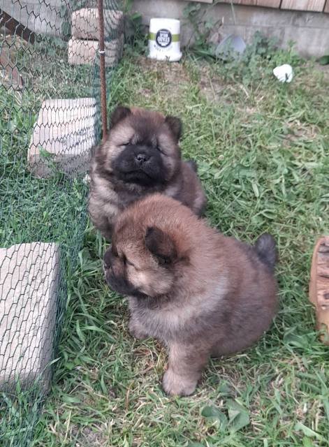 Chow Chow štenci