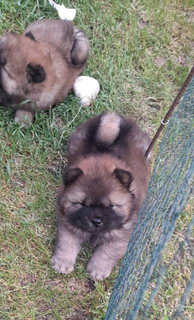 Chow Chow štenci