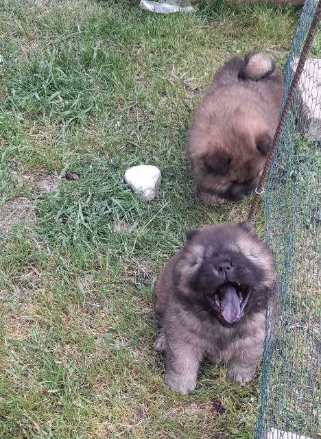 Chow Chow štenci