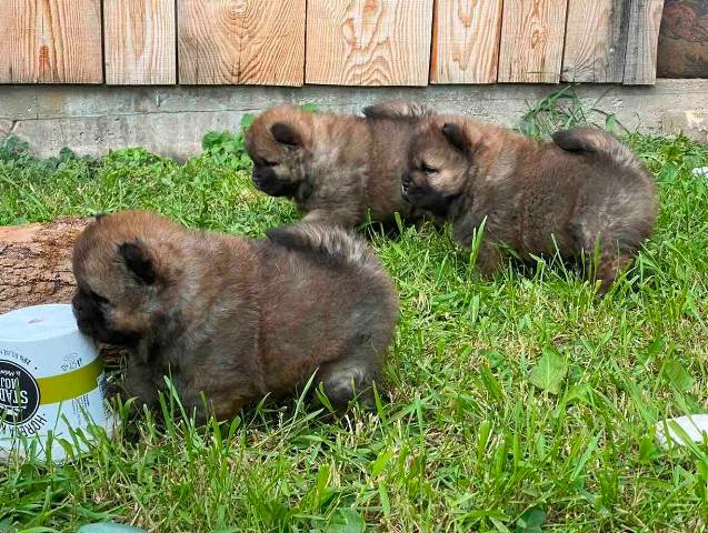 Chow Chow štenci