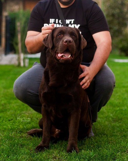 LABRADOR retriver, čokoladni štenci