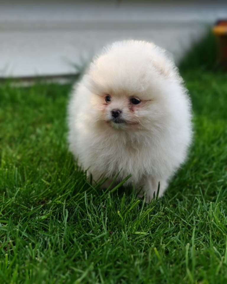 Pomeranski spic