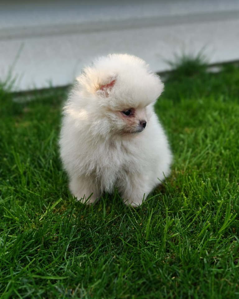 Pomeranski spic