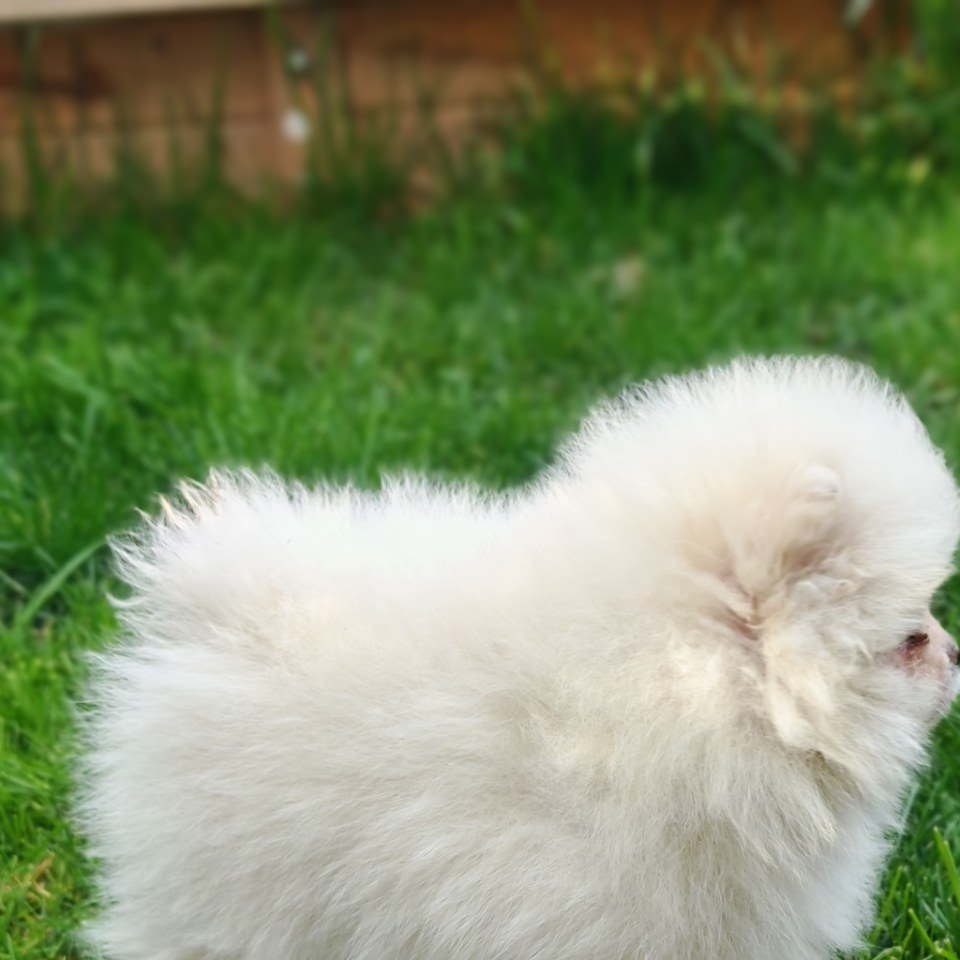 Pomeranski spic