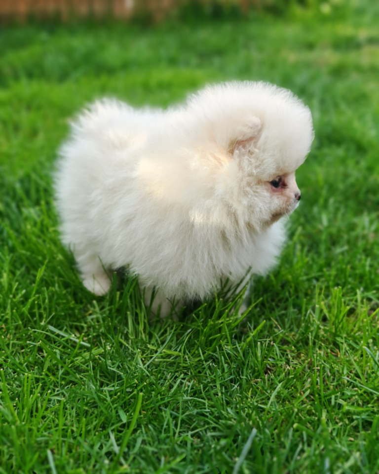 Pomeranski spic