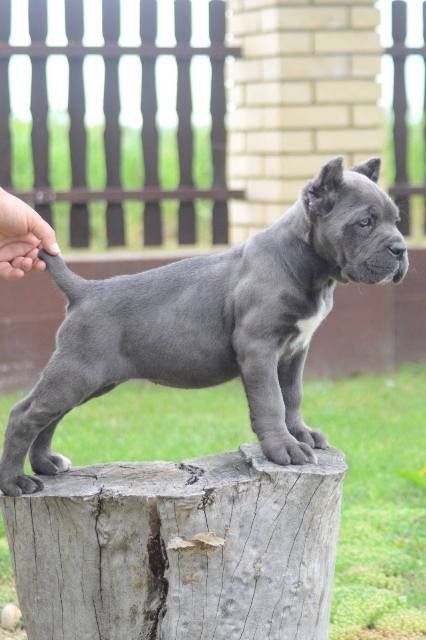 Cane Corso, štenci vrhunskog kvaliteta