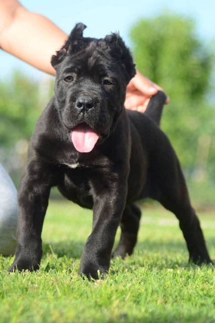 Cane Corso, štenci vrhunskog kvaliteta
