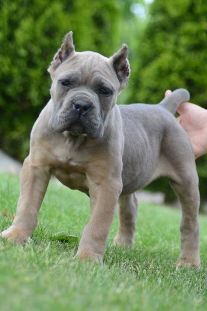 Cane Corso, štenci vrhunskog kvaliteta