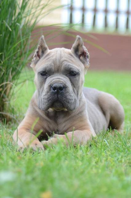 Cane Corso, štenci vrhunskog kvaliteta