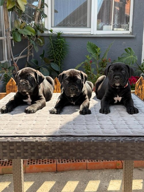 Crni Cane Corso štenci - rezervacije u toku
