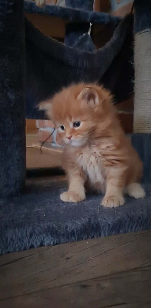 Maine Coon mačići