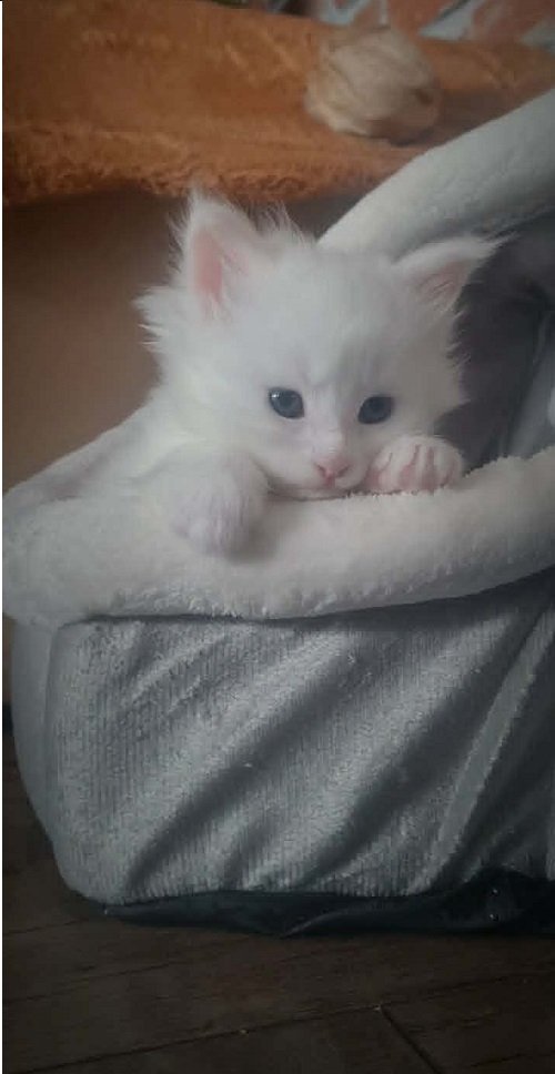 Maine Coon mačići