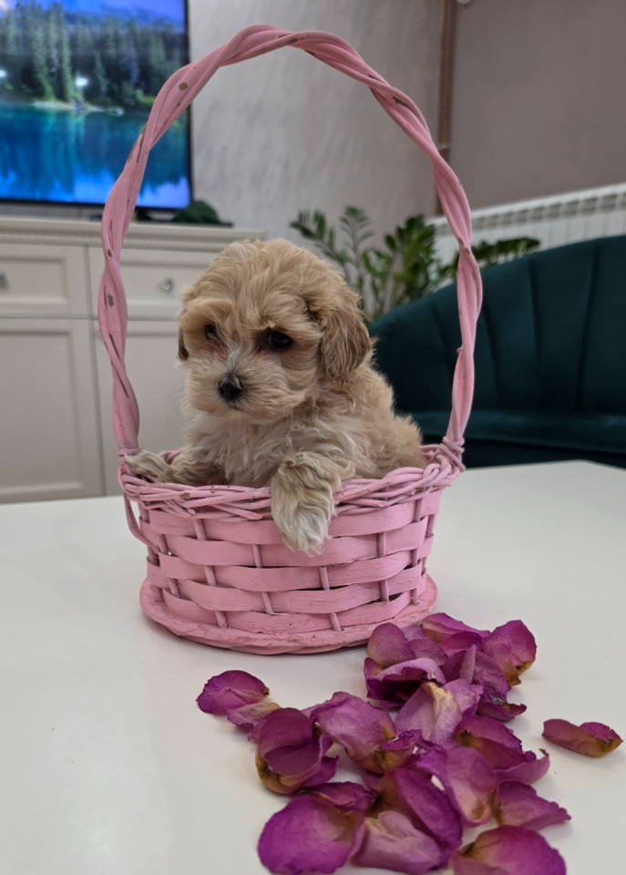Preslatki maleni MALTIPOO stenci